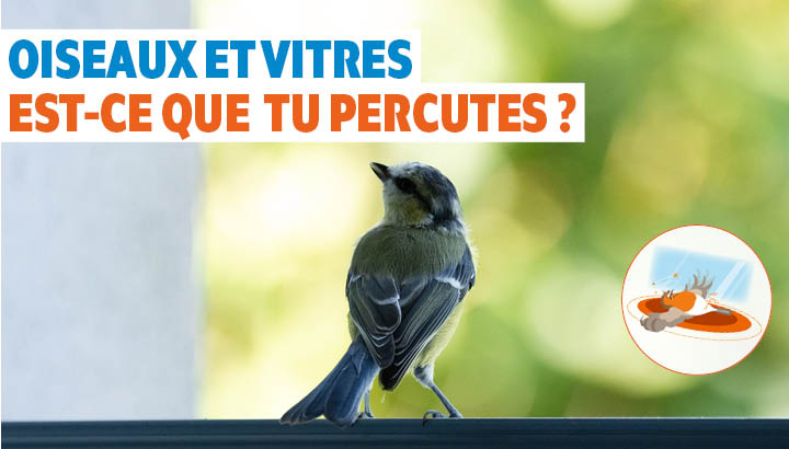 Oiseaux et vitres : est-ce que tu percutes ? Relevez le défi !
